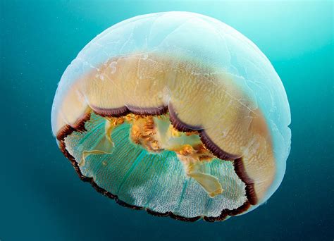 Mesmerizing Jellyfish Photography By Alexander Semenov Demilked