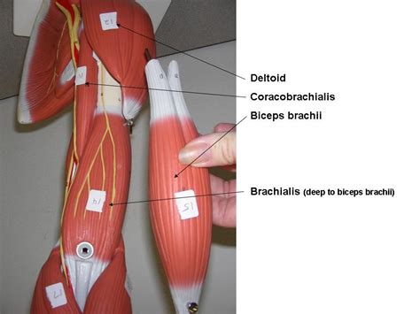 Labelled 3d animated realistic heart. Biceps brachii, Deltoid, brachialis, coracobrachialis ...