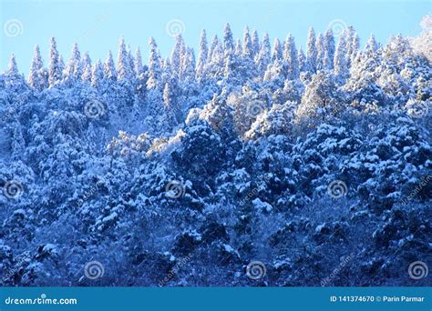 Forest And Deodar Trees On Himalayan Mountains Covered By Snow With
