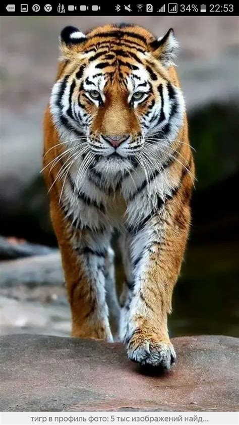 Pin By Зульфия On тигры Tiger Wallpaper Wild Animal