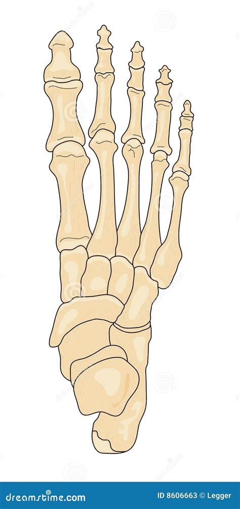 Human Hand Diagram