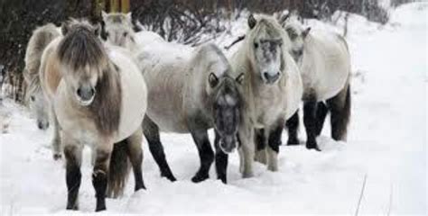 yakut horses native  siberia horses pinterest horses