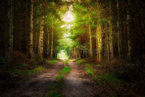Pathway In The Dark Forest Poland Stock Photo Image Of Poland Alley