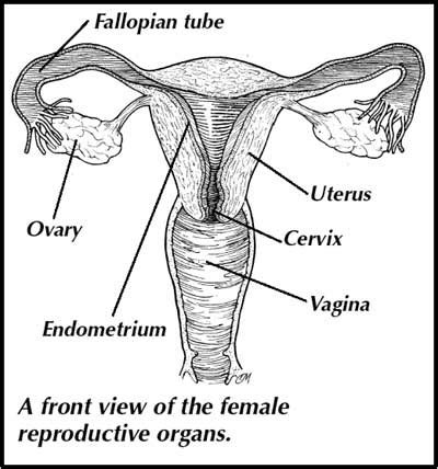 Female Reproductive System Diagram Labeled Easy Aflam Neeeak My Xxx