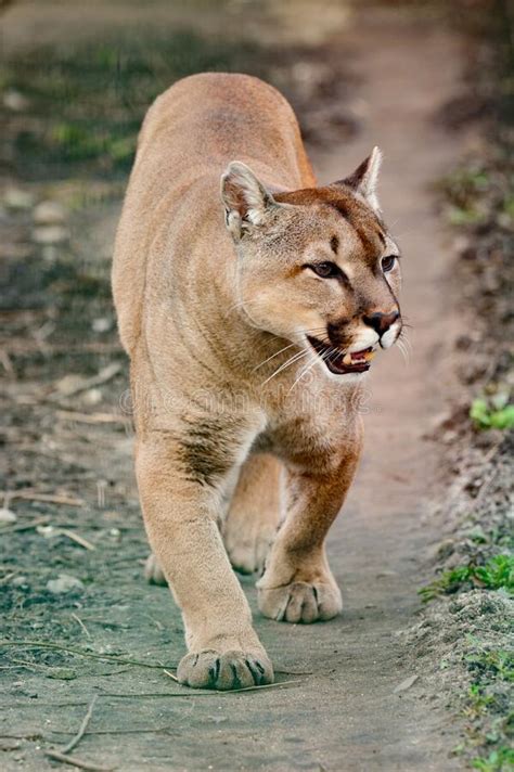 Cougar A Beautiful Predator And A Resident Of The Zoo A Dangerous