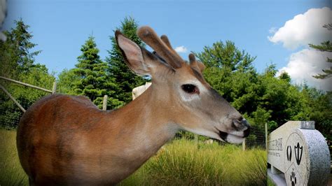 Shubenacadie Provincial Wildlife Park Nova Scotia Youtube