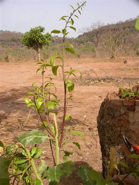 West African Plants A Photo Guide Combretum Adenogonium Steud Ex A