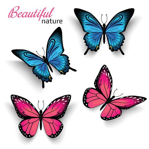 Top 60 Butterfly Clip Art Vector Graphics And Illustrations Istock