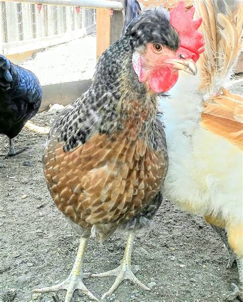 Best Breeds That Will Lay Beautiful Blue Chicken Eggs
