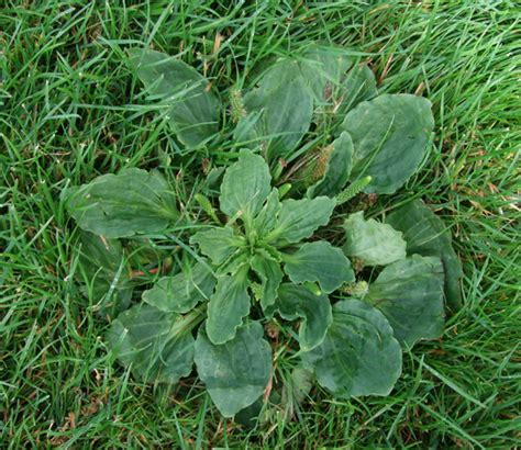 Greater Plantain ~ Identify Lawn Weeds