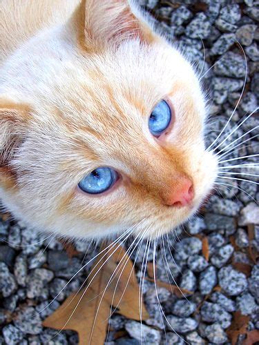 Cream Cat With Yellow Eyes Ripplepaw Dark Brown Tabby