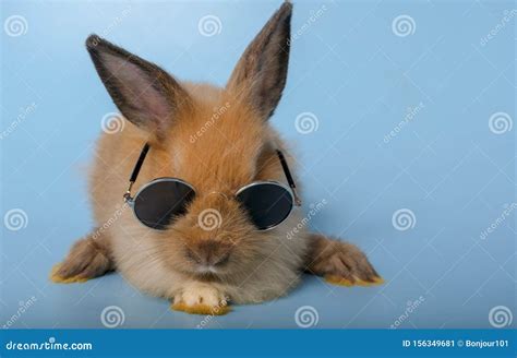 The Little Brown Rabbit Wearing Black Sunglasses Is Sleeping On A Blue