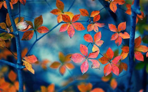 Small Autumn Leaves Blurry Wallpaper