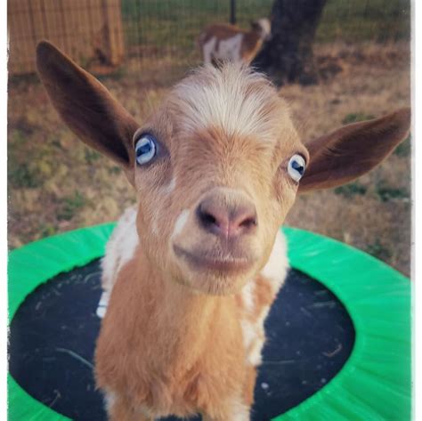 Honeysuckle Farms Nigerian Dwarf Goats Posts Facebook
