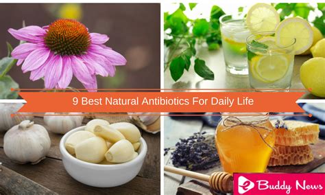 9 Best Natural Antibiotics For Daily Life Ebuddynews