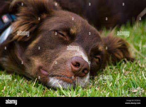 Beautiful Closeup Portrait Of A Sleeping Brown Australian Shepherd