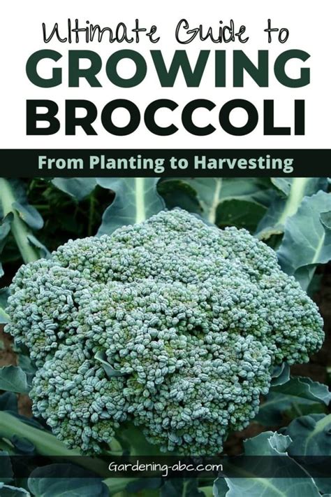 How To Grow Broccoli At Home Beginners Tips For Growing Broccoli