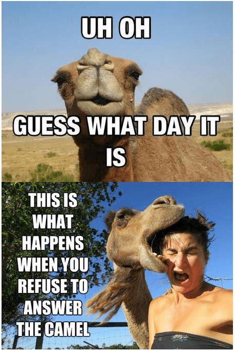 38 Funny Hump Day Meme Photos Graphics Images And Pics Picsmine