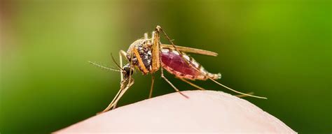 Australian City Eradicated Mosquito Borne Disease With No Environmental