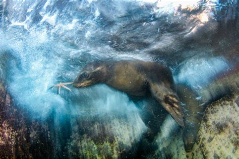 Feelfreeartz Stunning Images From The 2016 Wildlife Photographer Of