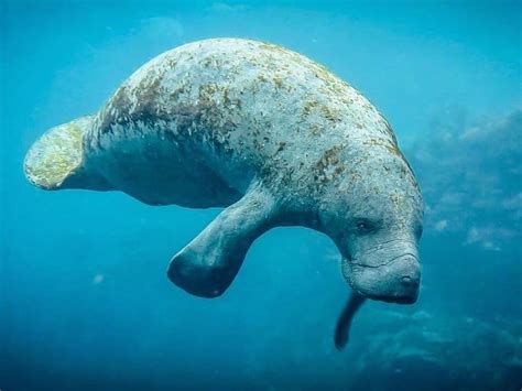 5 Fun Facts About Manatees Xtc Dive Center