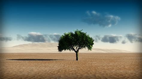 Green Tree In The Middle Of Desert Hd Wallpaper Wallpaper Flare