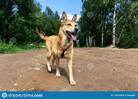 Cheerful Dog Walking On Dirty Path In Countryside Stock Photo Image