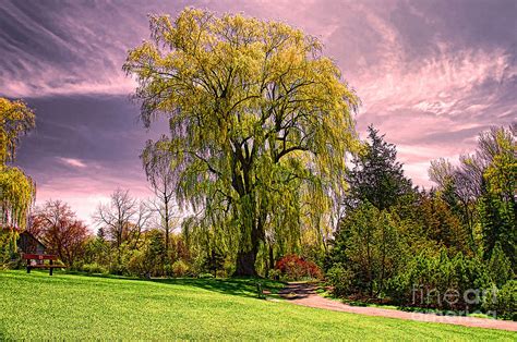 Weeping Willow Tree Photograph By Elaine Manley