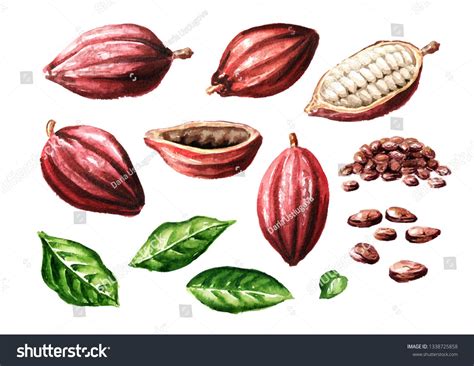 Cocoa Pods And Beans With Leaves Set Superfood Watercolor Hand Drawn