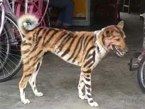Dog That Looks Like A Tiger