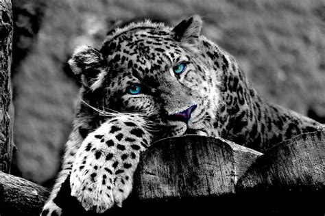 Leopard Tier Wildkatze Kostenloses Foto Auf Pixabay
