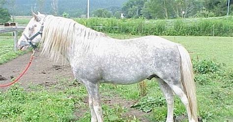 virginia highlander horse breed colonial pinterest   tennessee  virginia