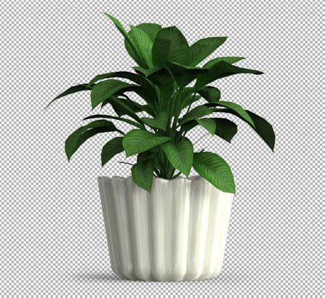 Premium Psd Render Of Isolated Plant Isometric Front View On Transparent
