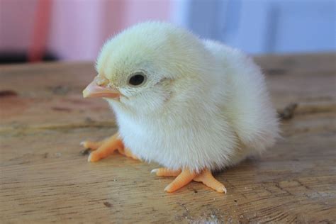 Newborn Baby Chick Cute Free Photo On Pixabay Pixabay