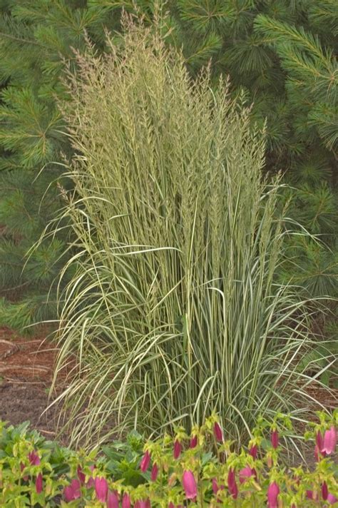 Calamagrostis Acutiflora Avalanche Feather Reed Grass Eberts