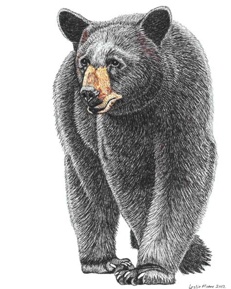 Black Bear Drawing At Explore Collection Of Black Bear Drawing