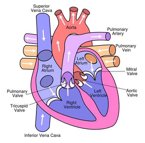 (a) fish have the simplest circulatory systems of the vertebrates: 1: Anatomy of the Heart (Anterior View): The figure ...
