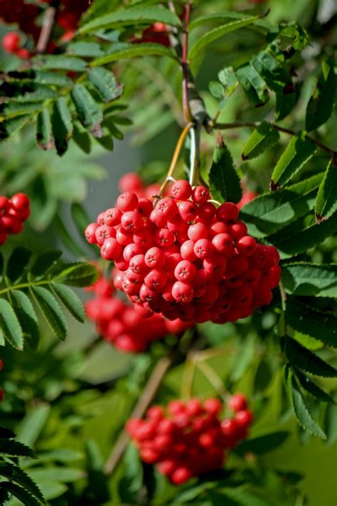Free Images Tree Nature Branch Sky Fruit Berry Leaf Flower