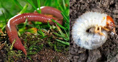 5 Different Types Of Worms In Potted Plants India Gardening