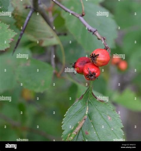 Hawthorn Crataegus Fall Fruit Stock Photo Alamy