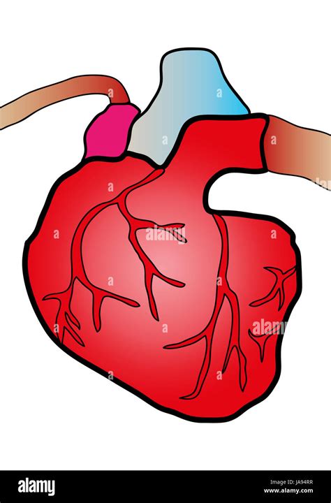 Cardiac Muscles Hi Res Stock Photography And Images Alamy