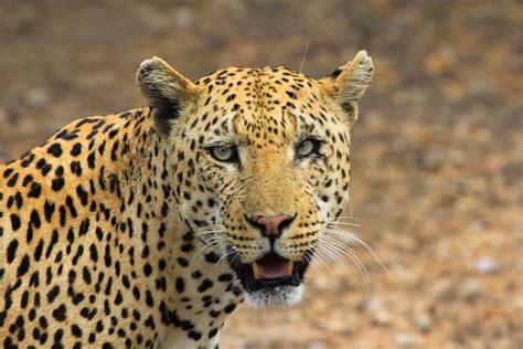 Leopard Animals Cheetah · Free Photo On Pixabay