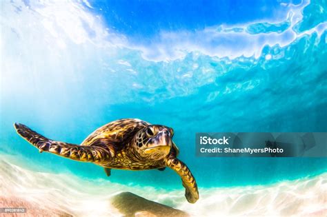 Kurakura Laut Hijau Hawaii Yang Indah Foto Stok Unduh Gambar Sekarang