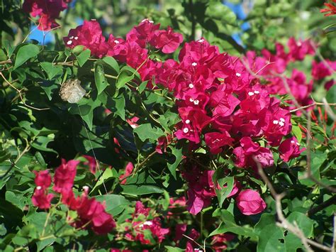 How To Plant Bougainvillea Garden Guides