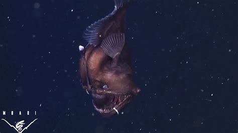 Bizarre Deep Sea Black Seadevil Fish Captured On Video For First Time
