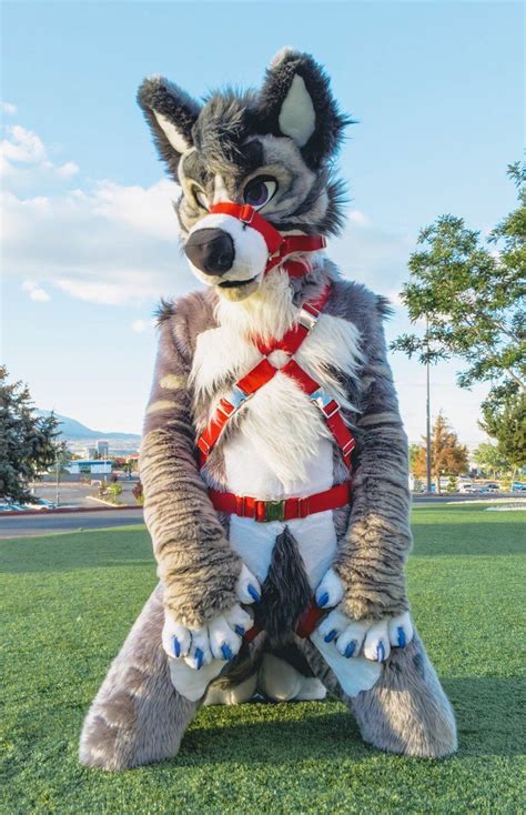 Tweets Liked By Floxy Floxyleo On Twitter Fursuit Furry Cute