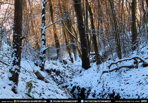 Free Stock Forest Winter Stream Snow Cold Ice 2 By