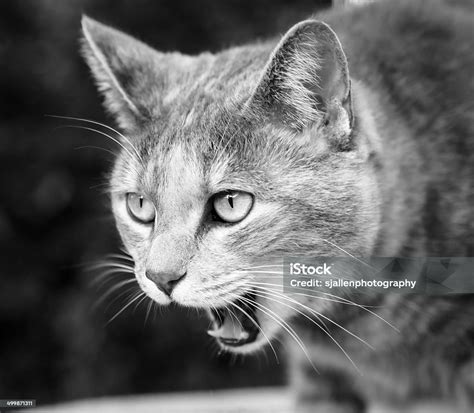 Tabby Cat Meowing Loudly In Black And White Stock Photo Download
