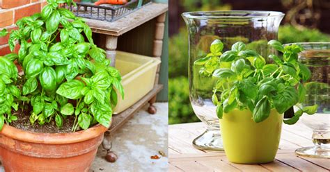 Want Basil In Your Home Made Dishes Grow It Indoors And Harvest It