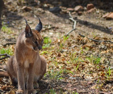 Caracal Also Know As African Golden Cat Stock Photo Image Of Black